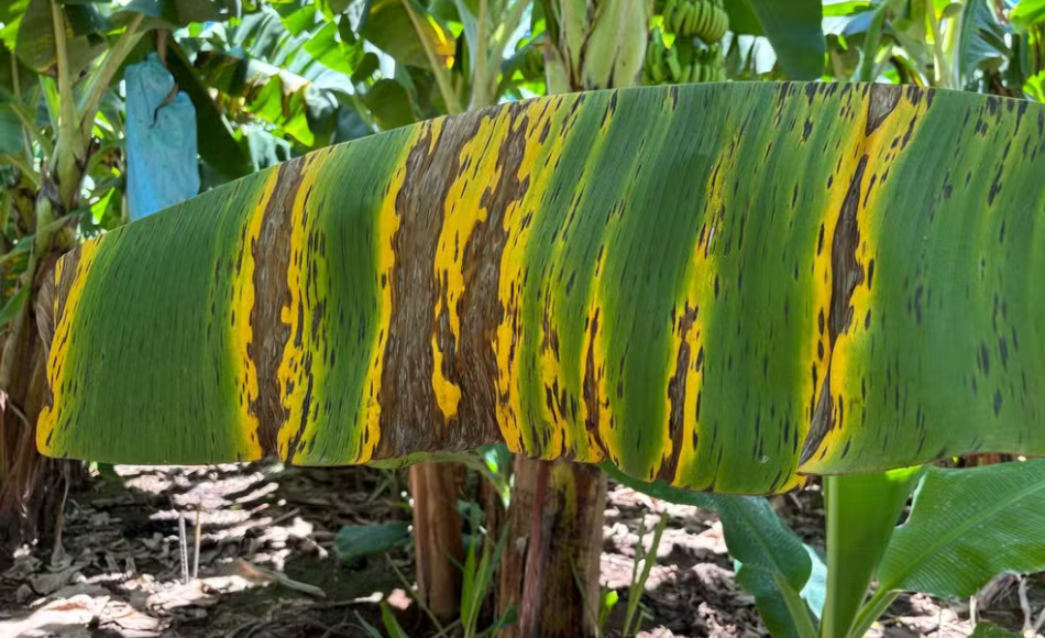 Foco de Sigatoka Negra é identificado em propriedade de Jaíba, interior de MG