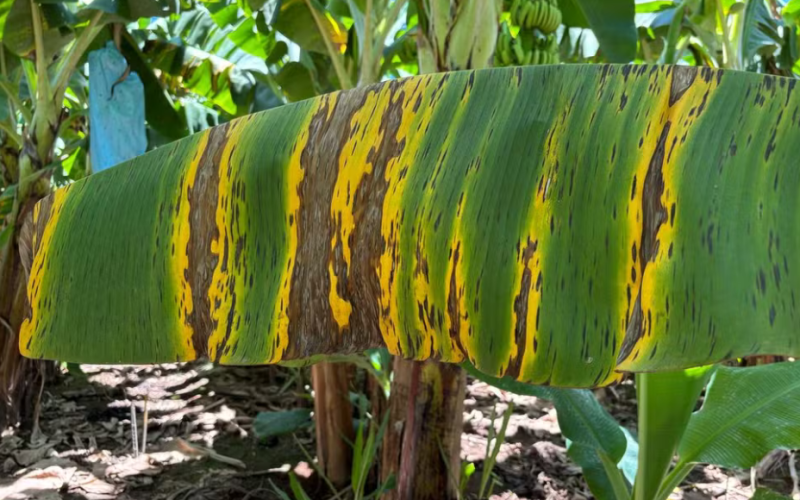 Foco de Sigatoka Negra é identificado em propriedade de Jaíba, interior de MG