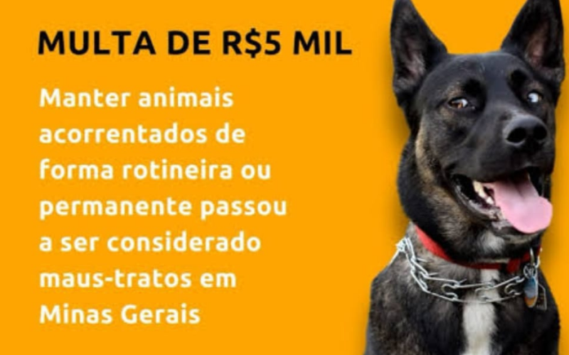 Nova Lei em Minas Gerais Proíbe Acorrentamento Contínuo de Animais — Prática é Agora Considerada Maus-Tratos